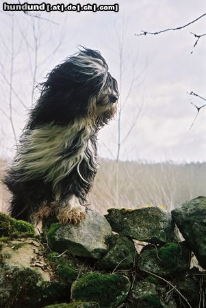 Tibet-Terrier Hunde Foto 19262 Tibet-Terrier Tiara-Su Utchu
