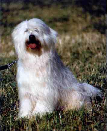 Tibet-Terrier Hunde Foto 730 Tibet-Terrier Timm von Oedenheim (Multi Champion)