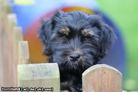 Tibet-Terrier schau mir in die Augen, Kleines