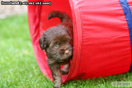 Tibet-Terrier Hunde Foto 45071 in höherer Auflösung ansehen Tibet-Terrier Tibet-Terrier-Welpe in Fehlfarbe braun