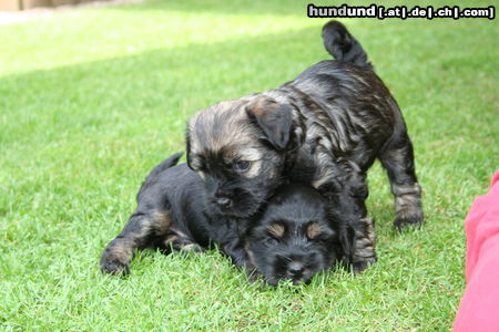 Tibet-Terrier spielende Welpen