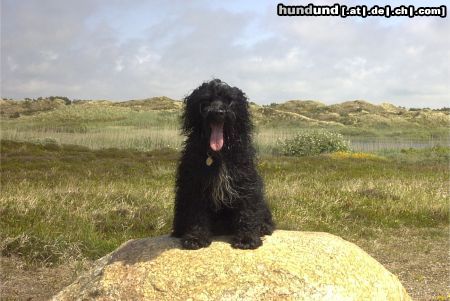 Tibet-Terrier Hunde Foto 13478 Tibet-Terrier Auch in Dänemark gibts Berge