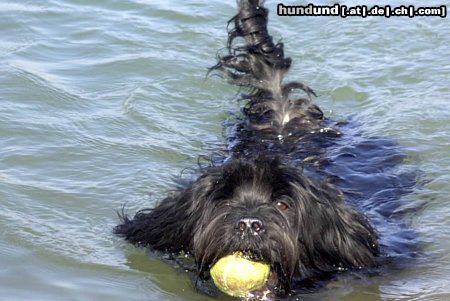 Tibet-Terrier Hunde Foto 11774 Tibet-Terrier Ich hole jedem Ball....!