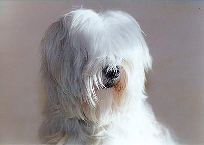 Tibet-Terrier Hunde Foto 974 Tibet-Terrier Deckrüde Shobhan Dschampa