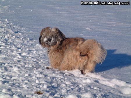 Tibet-Terrier Hunde Foto 16555 in höherer Auflösung ansehen Tibet-Terrier Dakini und Bon-Tschi im tiefen tiefen Wald