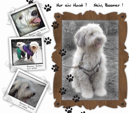 Tibet-Terrier Hunde Foto 38654 in höherer Auflösung ansehen Tibet-Terrier Boomer kurz geschoren