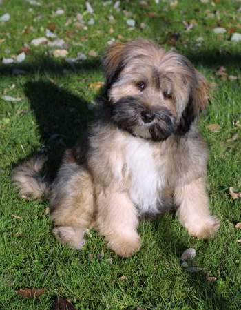 Tibet-Terrier Hunde Foto 941 Tibet-Terrier