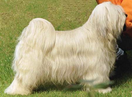Tibet-Terrier Hunde Foto 971 Tibet-Terrier Deckrüde Shobhan Dschampa