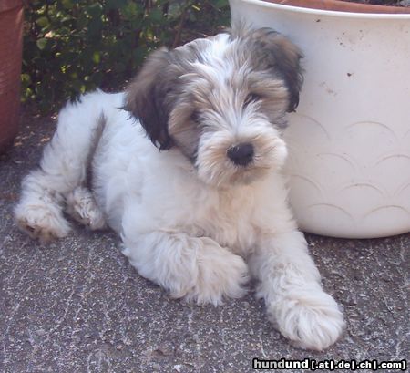 Tibet-Terrier Hunde Foto 14227 Tibet-Terrier Mein kleines Mäuschen Chin