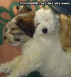 Tibet-Terrier Hunde Foto 14228 Tibet-Terrier Mein kleines Mäuschen Chin