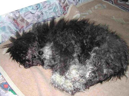 Tibet-Terrier Hunde Foto 27632 in höherer Auflösung ansehen Tibet-Terrier ... nach einem langen Tag...