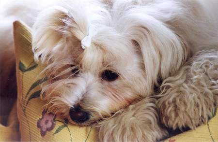 Tibet-Terrier Hunde Foto 976 Tibet-Terrier Zuchthündin Kara