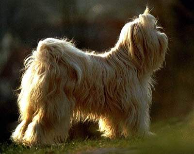 Tibet-Terrier Hunde Foto 977 Tibet-Terrier Zuchthündin Kara