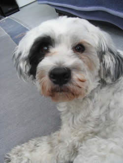 Tibet-Terrier Hunde Foto 34459 in höherer Auflösung ansehen Tibet-Terrier