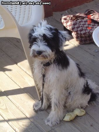 Tibet-Terrier Hunde Foto 16008 Tibet-Terrier Paul, 4 Monate