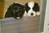 Tibet-Terrier Foto: Hoi! Ich bin Kisha mit meinem Bruder Kiro! 6 Wochen alt! (ID 15370) Tibet-Terrier Hund