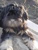 Tibet-Terrier Foto: Dam-pa Lamleh v. Pho Chu (ID 15693) Tibet-Terrier Hund