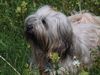 Tibet-Terrier Foto: endlich ist mal wieder richtig SOMMER! (ID 11865) Tibet-Terrier Hund