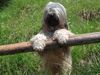 Tibet-Terrier Foto: Ich schau doch fast aus wie Boomer! (ID 11866) Tibet-Terrier Hund