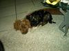 Tibet-Terrier Foto: Pebbles und ihr bester Freund (ID 24819) Tibet-Terrier Hund