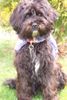 Tibet-Terrier Foto: Hallo!! Ich bin Kisha! (ID 15236) Tibet-Terrier Hund