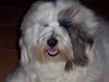 Tibet-Terrier Foto: Frisch frisiert... (ID 26365) Tibet-Terrier Hund