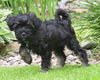 Tibet-Terrier Hund