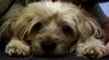 Tibet-Terrier Foto: Unser Liebling XANDRA (8 Jahre) (ID 15991) Tibet-Terrier Hund