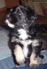 Tibet-Terrier Foto: 8 Wochen jungen TT Junge Chompa chomolhamo (ID 3012) Tibet-Terrier Hund