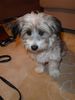 Tibet-Terrier Foto: Kann mich nicht mal jemand knuddeln? (ID 27411) Tibet-Terrier Hund