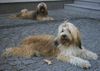Tibet-Terrier Foto: Sami und Bruder Boomer nach dem Toben (ID 6995) Tibet-Terrier Hund