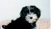 Tibet-Terrier Foto: Wenn ich groß bin werd ich auch ´mal ein Tibi! (ID 7240) Tibet-Terrier Hund