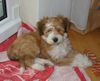 Tibet-Terrier Foto: Gini im neuen Zuhause (ID 6996) Tibet-Terrier Hund