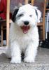 Tibet-Terrier Foto: was bin ich müde...! (ID 12169) Tibet-Terrier Hund