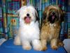 Tibet-Terrier Foto: Khan-po und Boomer (ID 2273) Tibet-Terrier Hund