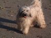 Tibet-Terrier Foto: Posing! (ID 16553) Tibet-Terrier Hund