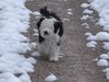 Tibet-Terrier Foto: Bon-Tschi nach dem Toben im Schnee (ID 16558) Tibet-Terrier Hund