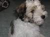 Tibet-Terrier Foto: Ka-ri (3 Monate jung) (ID 970) Tibet-Terrier Hund