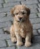 Tibet-Terrier, Emil, etwas feucht heute , Emil, etwas feucht heute