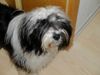 Tibet-Terrier Foto: Fea Lamleh von Kamal-a-shila (ID 1691) Tibet-Terrier Hund