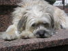 Tibet-Terrier Foto: Mir is ja sooo langweilig!! (ID 38326) Tibet-Terrier Hund