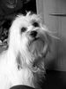 Tibet-Terrier Foto: Bekomme ich ......... (ID 9135) Tibet-Terrier Hund