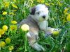 Tibet-Terrier Foto: Che La (ID 11407) Tibet-Terrier Hund