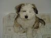 Tibet-Terrier Foto: Wo bleibt mein Bad??? (ID 11474) Tibet-Terrier Hund