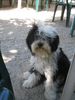 Tibet-Terrier Foto: Dekyi Tsering Lamleh von Pho Chu (ID 13513) Tibet-Terrier Hund
