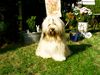 Tibet-Terrier Foto: E'Babayeshi von Nanisu (ID 6388) Tibet-Terrier Hund