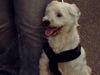 Tibet-Terrier Foto: Scherry von der Collie Ranch genannt Boomer (ID 38608) Tibet-Terrier Hund