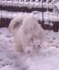 Tibet-Terrier Foto: Khan-po im Schnee - Juchee! (ID 6993) Tibet-Terrier Hund