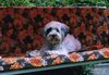 Tibet-Terrier Foto: Das ist Kira, sie ist eine Tibet-Terrier Hündin (ID 34415) Tibet-Terrier Hund