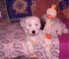 Tibet-Terrier Foto: Kyra ganz klein (12/04) (ID 35467) Tibet-Terrier Hund